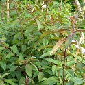 Fuchsia regia ssp.serrae